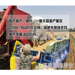 上海*倒伏麦种、*倒伏麦种生产、济南朝晖种缩略图