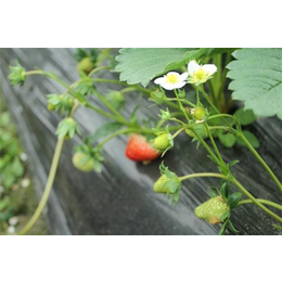 南宁红颜草莓苗、志达园艺场(在线咨询)、红颜草莓苗出售