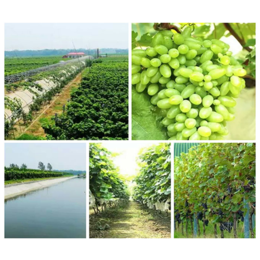 南阳葡萄品种图片、紫藤斋葡萄庄园价格便宜、南阳葡萄品种大全