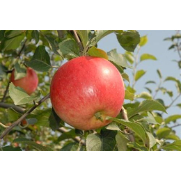 滨州苹果苗、4公分M9T337自根砧苹果苗、泰安泽阳园艺场