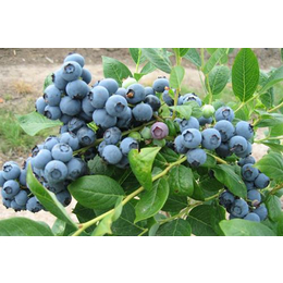 重庆蓝莓苗、重庆蓝莓苗价格、重庆哪里有蓝莓苗卖