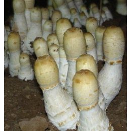 腾飞食用菌(图)|鸡腿菇种植基地|湖北鸡腿菇种植