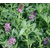 进口紫花苜蓿种子批发紫花苜蓿种植紫花苜蓿图片巨型大南瓜种子缩略图2