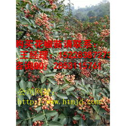 黄龙嫁接青花椒种植季节花椒苗木管理及主要病虫害防治