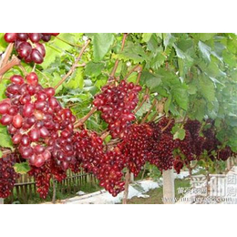 葡萄种植技术、葡萄一年六季熟、爱博欣农业