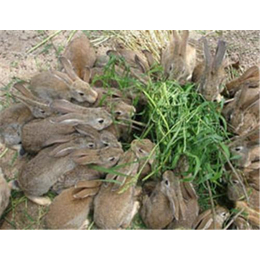 猇亭奔月野兔、盛佳生态养殖(在线咨询)、奔月野兔养殖供不应求