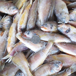 黄花鱼、万斛食品(在线咨询)、山东黄花鱼价格