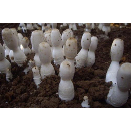 鸡腿菇种植基地,黑龙江鸡腿菇种植,腾飞食用菌