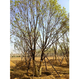 泰安蒙古栎基地|蒙古栎|平盛苗圃