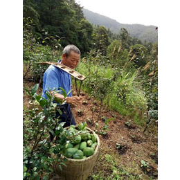 种植药材  川木瓜种苗