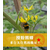 西红柿授粉丨熊蜂和蜜蜂那个授粉好丨熊蜂授粉丨嘉禾源硕 缩略图3