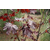 挪威槭,寿光苗木挪威槭(在线咨询),挪威槭种植缩略图1