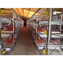 肉鸡笼、宏佳畜牧(在线咨询)、笼养肉鸡笼的价格