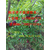 古丈脆红李子苗系列批发价格良种脆红李子苗品种特性缩略图1