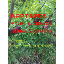 龙山脆红李子苗系列批发价格良种脆红李子苗品种特性