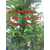 保靖脆红李子苗系列批发价格良种脆红李子苗品种特性缩略图3