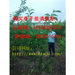 保靖脆红李子苗系列批发价格良种脆红李子苗品种特性