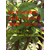 泸溪脆红李子苗系列批发价格良种脆红李子苗品种特性缩略图3