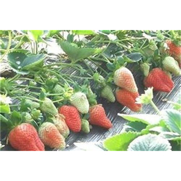 法兰地草莓苗行情、晋城法兰地草莓苗、志达园艺场
