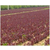 青岛红栌、正禾园林、美国红栌价格缩略图1
