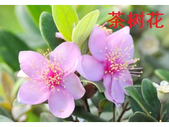 茶树花提取物.JPG