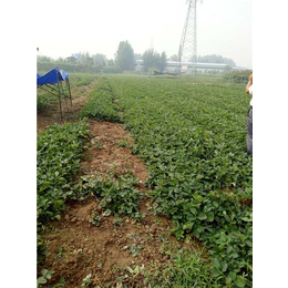 诚森园艺场(图),法兰地草莓苗出售,东营草莓苗