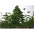 榛子苗|峡山湖果木培育基地|平欧榛子苗缩略图1