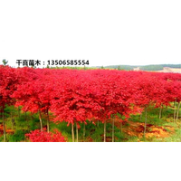 日本红枫小苗、浙江红枫价格行情、红枫的造型景观特点