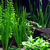 金鱼藻|绿荷水生|金鱼藻哪里有的卖缩略图1