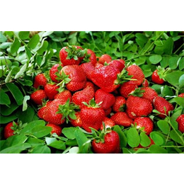 18366637117(图),牛奶草莓苗种植,林芝牛奶草莓苗