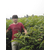 聊城矮化香椿苗|矮化香椿苗栽培|诚森园艺场(多图)缩略图1