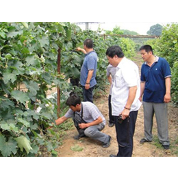 葡萄新品种、爱博欣农业(在线咨询)、葡萄新品种介绍与栽培技术