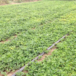 广元咖啡草莓苗、咖啡草莓苗价格、乾纳瑞农业科技(多图)