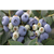蓝莓苗圃_雅安蓝莓_百色农业(多图)缩略图1