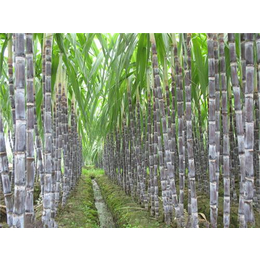 嘉兴甘蔗浆板,提供甘蔗浆板价格,广州翔森(多图)