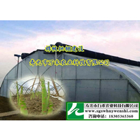 温室大棚芦笋种植技术