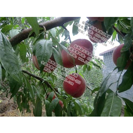 金秋红蜜桃苗木供应商、金秋红蜜桃种类、元宝金秋红蜜桃