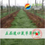 保持土壤水分丨绿肥鼠茅草丨鼠茅草丨北京嘉禾源硕										缩略图3