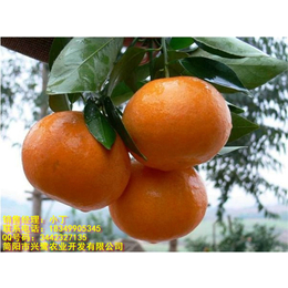 云南柑橘苗种植技术 云南柑橘苗管理 云南柑橘苗规格缩略图