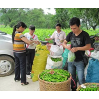 中国农综网引领农产品经纪人做“活”市场