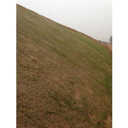 定西环保草毯|边坡防护绿化|环保草毯沙质土护坡绿化