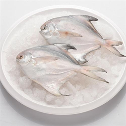 鲳鱼,鲜活鲳鱼价格,万斛食品(多图)