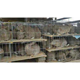 奔月野兔成活率高_汉阳区奔月野兔养殖_盛佳生态养殖