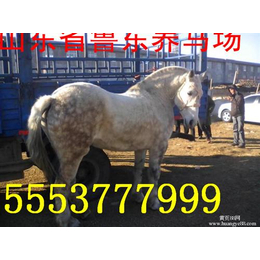 鲁东养殖(多图)|北京* 山东济宁马匹驯化基地 纯血马