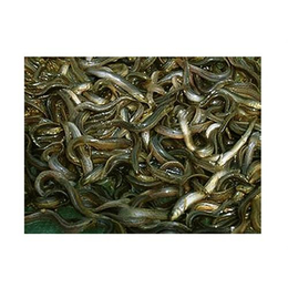 泥鳅养殖培训技术|滁州泥鳅养殖培训技术|嘉诚****泥鳅