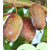 猕猴桃苗供应/猕猴桃苗多少钱一棵/新农果树不容错过缩略图1