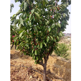 樱桃树|泰肥农场(在线咨询)|岱红樱桃树多少钱