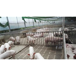 猪场漏粪板|福霖养殖|山东猪场漏粪板