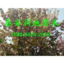 3公分樱花价格 3公分樱花树价 3公分关山晚樱价格 