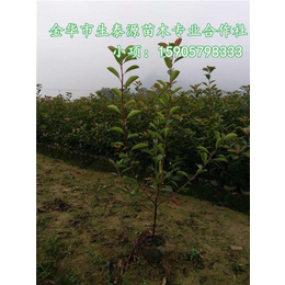 红叶石楠|红叶石楠|生泰源****种植基地(多图)